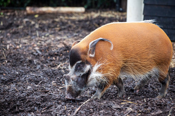 Large male bush pigs looking for edible roots going into the ground.