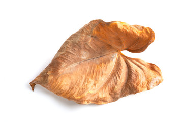 faded Anthura leaf on a white background