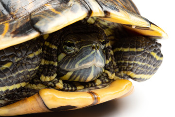 side view pet turtle red-eared slider or Trachemys scripta elegans hides its head under the shell close up