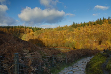 autumn colours in the uk