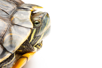 side view pet turtle red-eared slider or Trachemys scripta elegans on white background