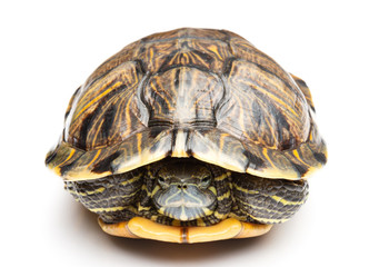 Fototapeta premium front view pet turtle red-eared slider or Trachemys scripta elegans on white