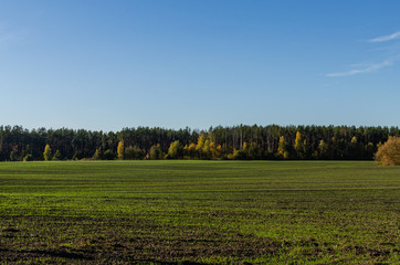 Fototapeta premium Ripening of winter cereals on a sunny autumn day. Close-up of a field with a forest in the background.