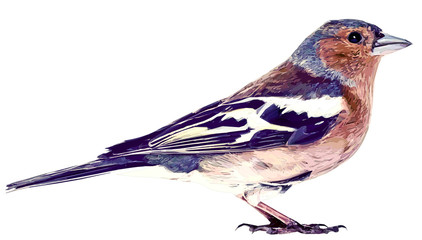 Fototapeta premium Oiseau sur fond blanc illustration peinture numérique