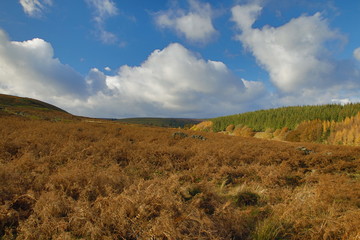 autumn colours with trees and skies