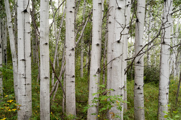 Tombstone Territorial Park