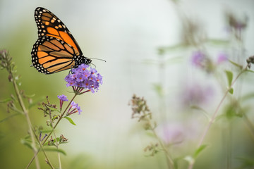 Butterfly on a lilac flower. Gentle artistic photo.
