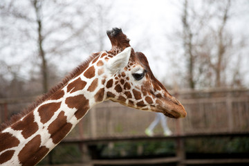 Head of an adult giraffe close-up. Giraffe in the zoo aviary