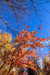 Sunny day. Bright orange leaves of mountain ash against the blue sky.