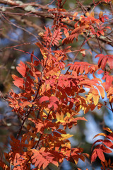Sunny day. Bright orange leaves of mountain ash against the blue sky.