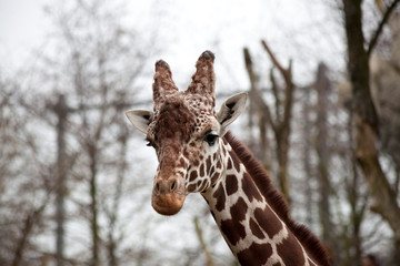 Head of an adult giraffe close-up. Giraffe in the zoo aviary