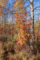 Obraz premium Sunny day. Bright orange leaves of mountain ash against the blue sky.
