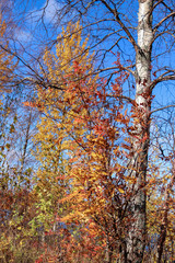 Sunny day. Bright orange leaves of mountain ash against the blue sky.