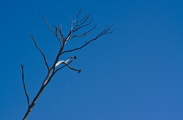 Dry tree branch on sunny day