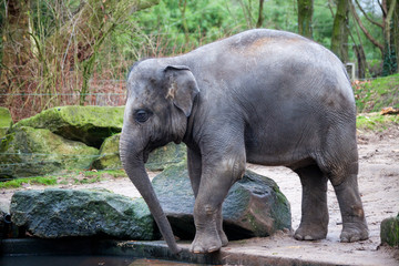 Fototapeta premium A trained elephant goes after a hard day in the jungle. Working Indian elephant goes to the watering hole in the village .