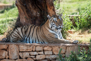 tiger lies under the tree
