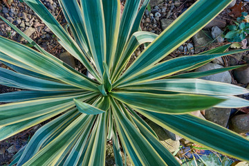Fototapeta premium Striped leaves (Yucca gloriosa) as a natural background for design. Green and white stripes on the leaves create a beautiful natural pattern. Close-up. Nature concept for design.