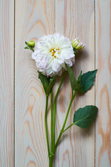 Tender still life with a white carnation flower in vintage style