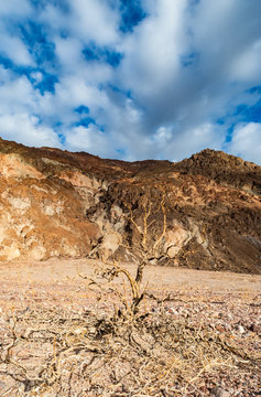 Dead tree landscape in death valley national park