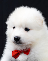 portrait of a Samoyed dog puppy