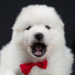 portrait of a Samoyed dog puppy