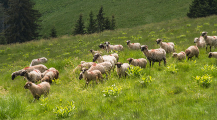 Schafe in Rumänien