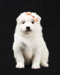 White Samoyed puppy posing