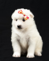 White Samoyed puppy posing