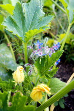 Blossoming zucchini plant and starflower in the background
