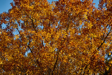 Fototapeta na wymiar Red oak (Quércus rúbra) with yellow golden leaves in the rays of the morning sun. Yellow leaves with a red tint on the crown of an oak against the blue cloudless sky. Nature concept for design.