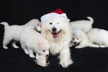 Samoyed dog happy familly. Mother in red santa hat