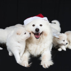 Samoyed dog happy familly. Mother in red santa hat