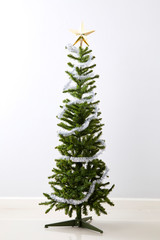 Christmas Tree isolated on white