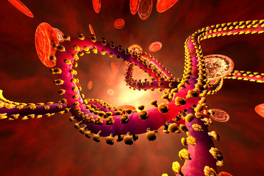D rendered illustration of an Ebola virus in the blood stream surrounded by erythrocyte cells