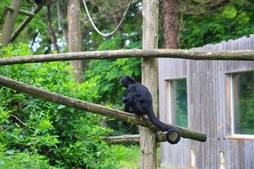 atèles dans leur parc au zoo