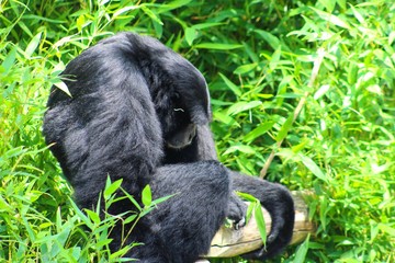atèles dans leur parc au zoo