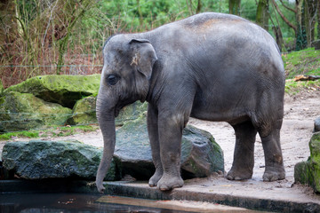 Fototapeta premium A trained elephant goes after a hard day in the jungle. Working Indian elephant goes to the watering hole in the village .