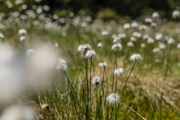Wollgraswiese in den Karpaten Rum&auml;ien