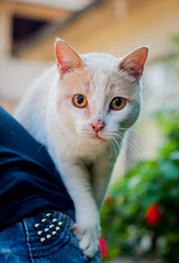 cat with yellow eyes