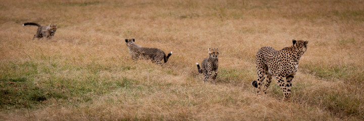 Cheetah walks through grass followed by cubs © Nick Dale