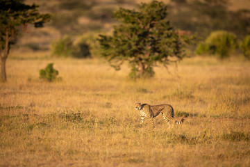 Cheetah walks through grass with trees behind