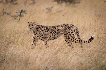 Cheetah walks through long grass in savannah