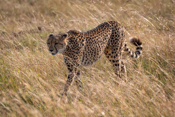Cheetah walks through long grass in sunshine