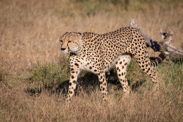 Cheetah walks through long grass near log