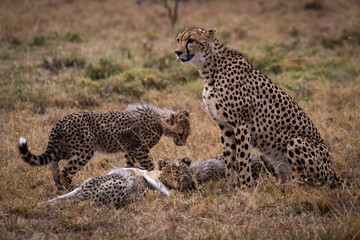 Cheetah watches while cubs eat Thomson gazelle