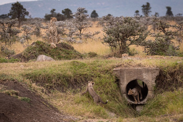 Cheetah watches while cubs play in pipe