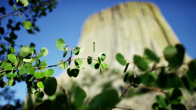View of green foliage near Devils Tower Wyoming USA