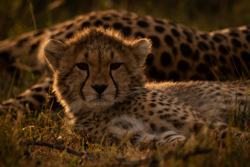 Fototapeta na wymiar Close-up of backlit cheetah cub beside mother