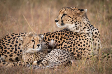 Close-up of cheetah and cub on grass