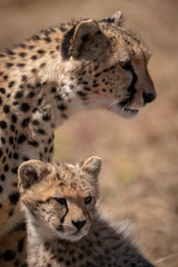 Close-up of cheetah and cub staring right
